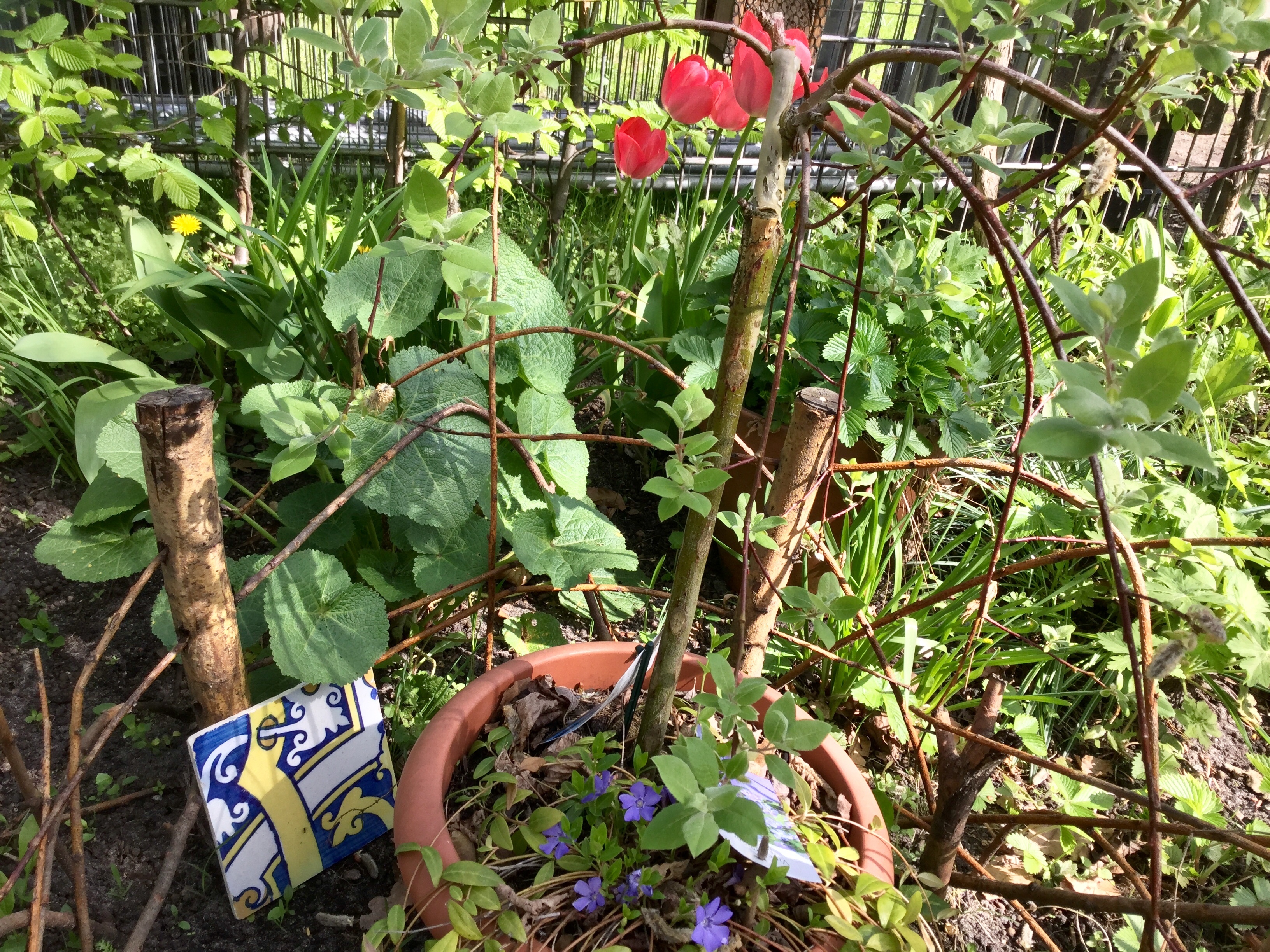 Blick in den Garten mit Weidenbäumchen und blau-gelben Fliesen