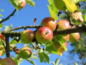 Zweig mit Apfelbäumen und Blick in blauen Himmel