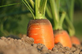 Karotten wachsen aus der Erde
