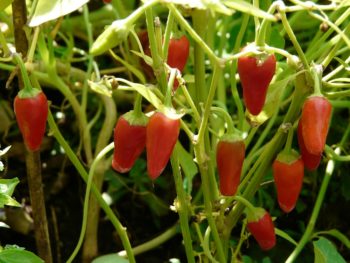 Peperonipflanze mit roten hängenden Fruchtständen