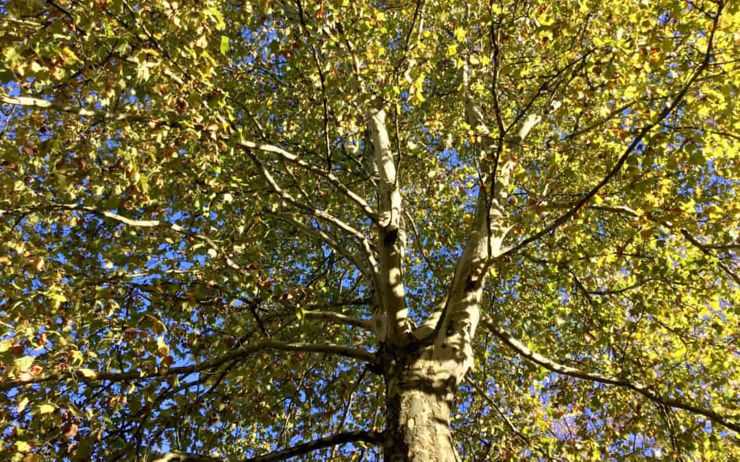 Blick in die Pappelbaumkrone mit zahlreichen gelben Blättern vor blauem Himmel