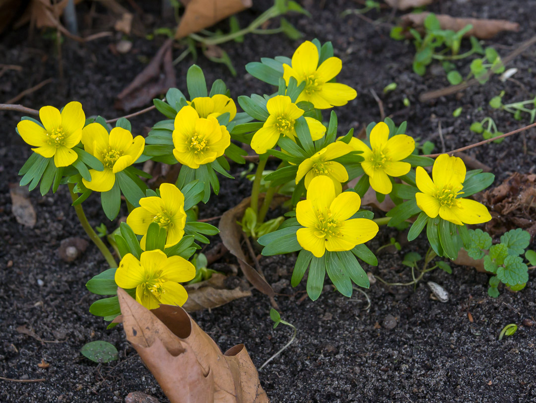 blühende Winterlinge, intensiv gelbe Blüten