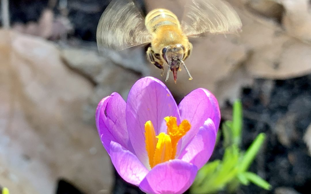 Wildbiene fliegt Krokusblüte an