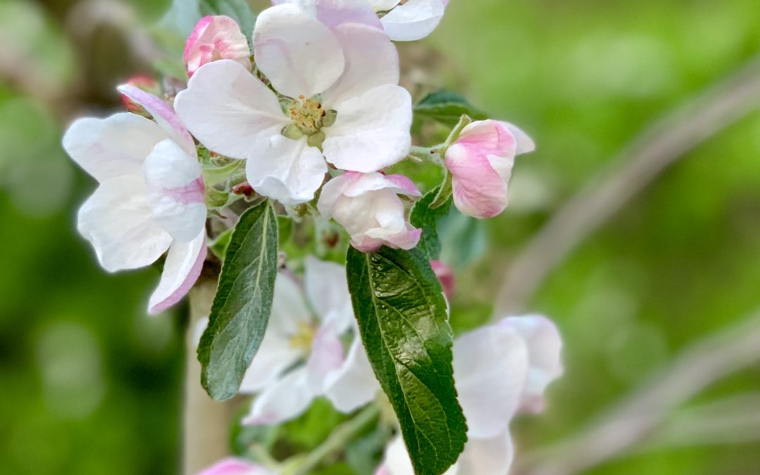 weiß-rosa Apfelbaumblüte in Nahaufnahme
