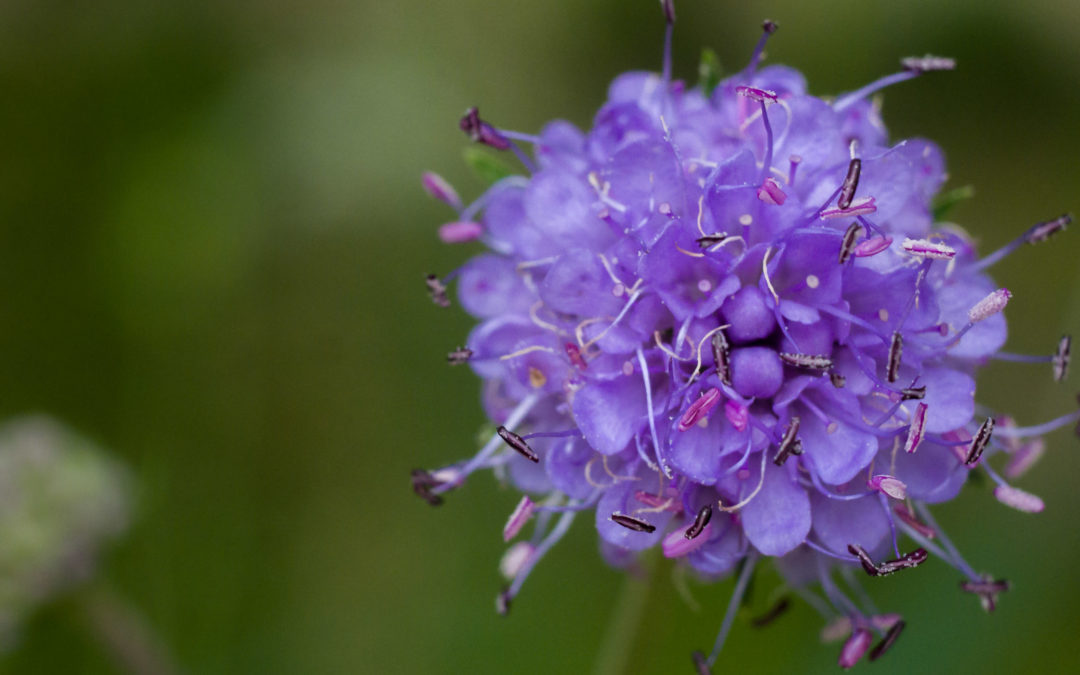 violette, rundliche Blüte