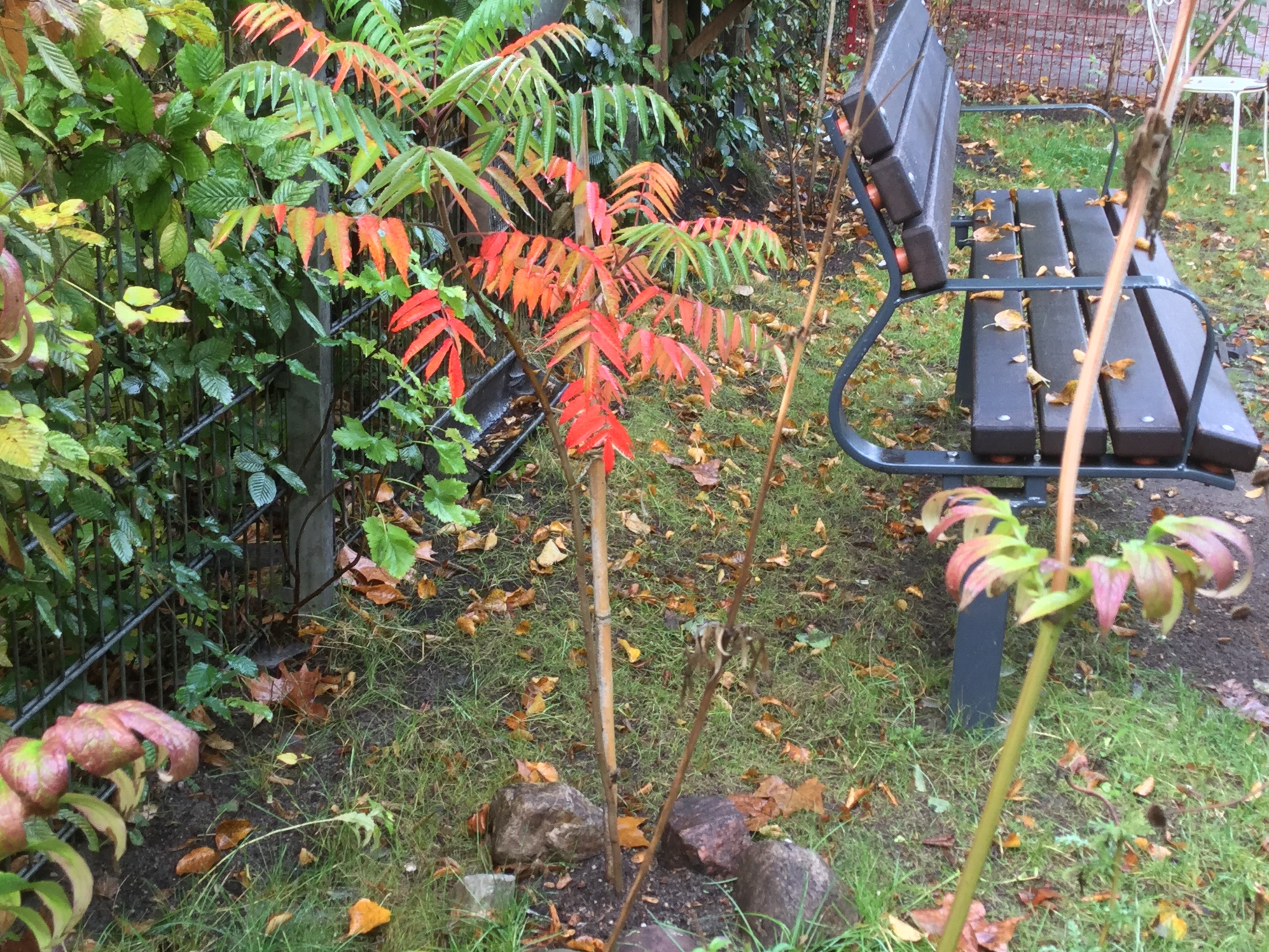 Kleines Essigbäumchen mit rot gefärbten Blättern