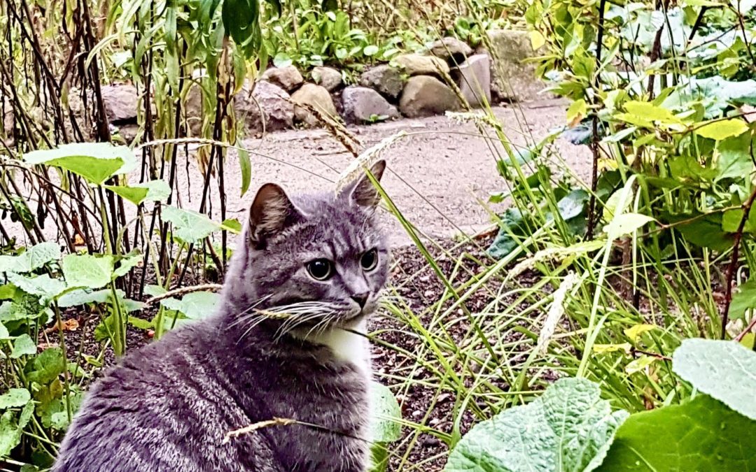 Katze im Gartenbeet sitzend