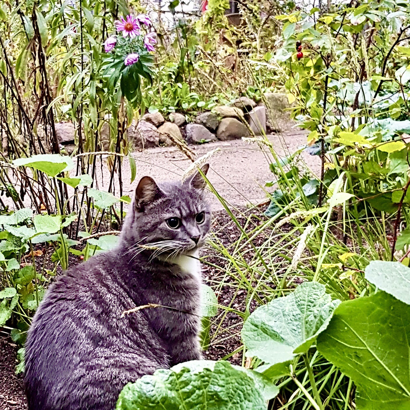 Katze im Gartenbeet sitzend