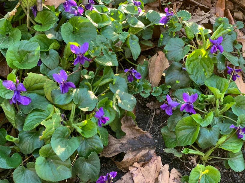 Violett blühende Veilchen auf dem Boden