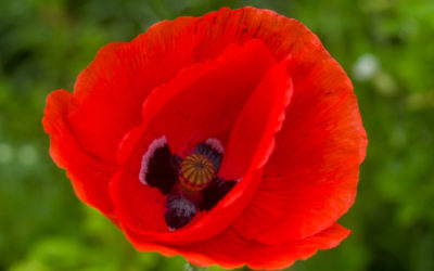 Klatschmohn