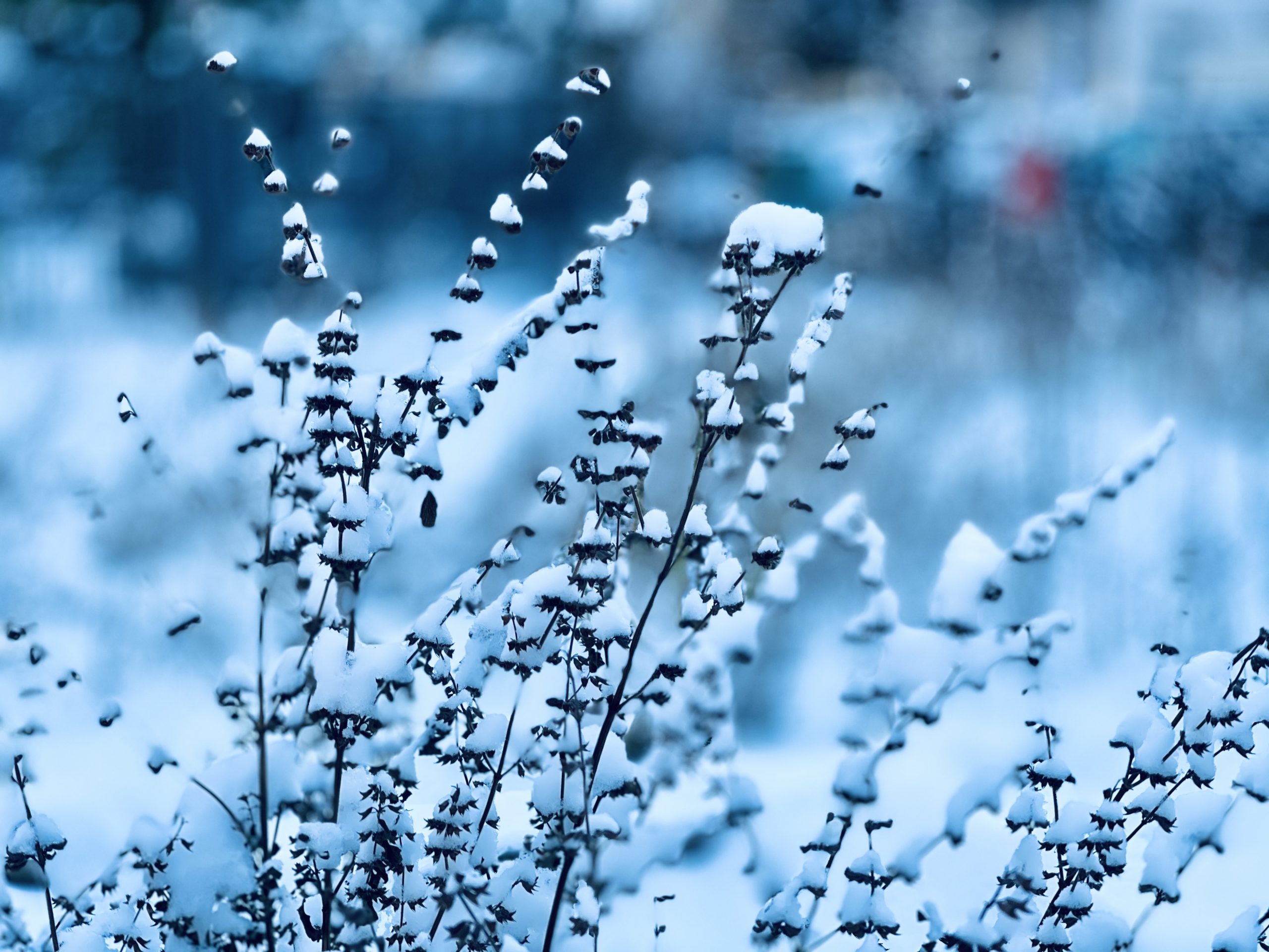 Blütenstände im Schnee