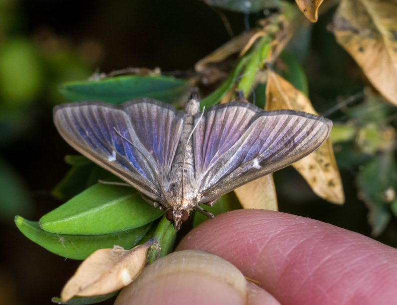 Buchsbaumzünslerfalter mit blauviolett schimmernden Flügeln