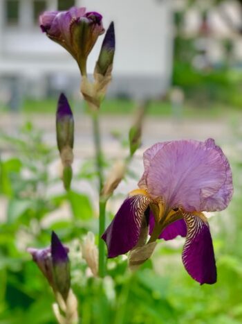 Pink-lila farbige Blüten der Iris