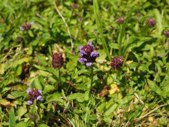 Kleine Braunelle, blau-violetter Lippenblütler
