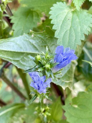 Gewöhnliche Wegwarte mit blauen Blüten