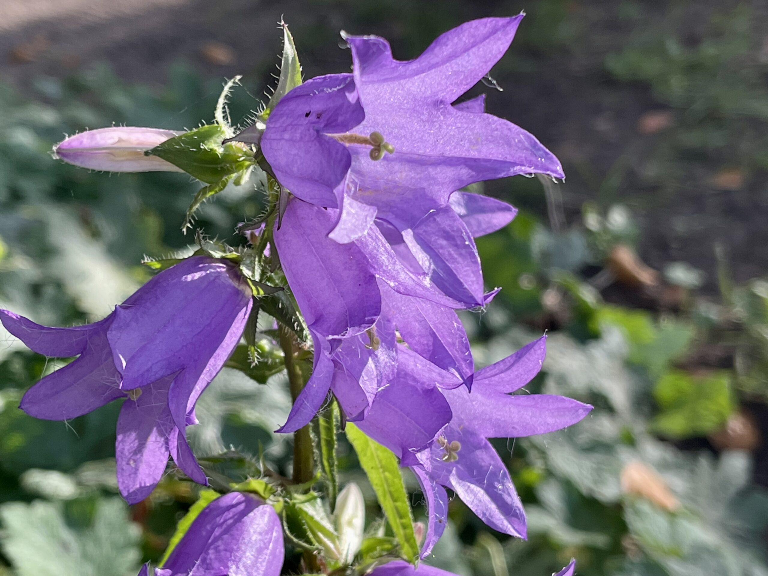 Lila blühende Glockenblume