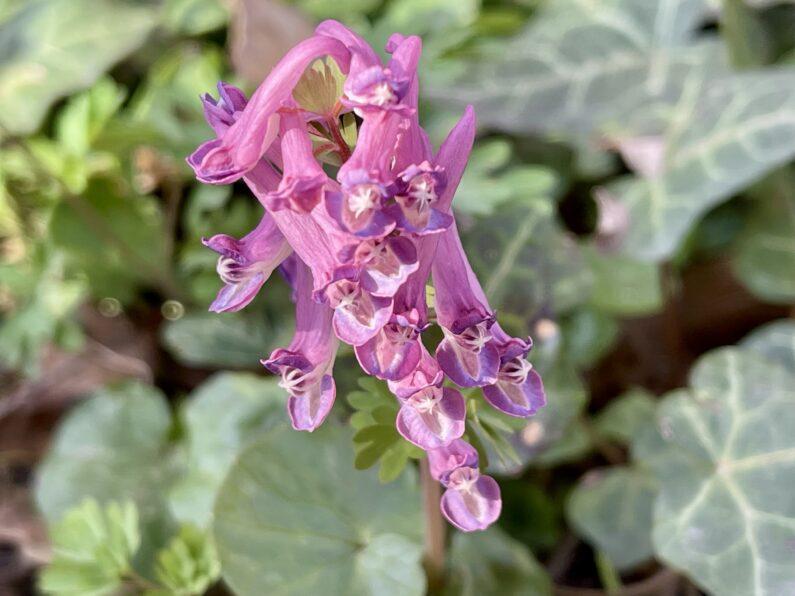 Blüte des Gefingerten Lerchensporns
