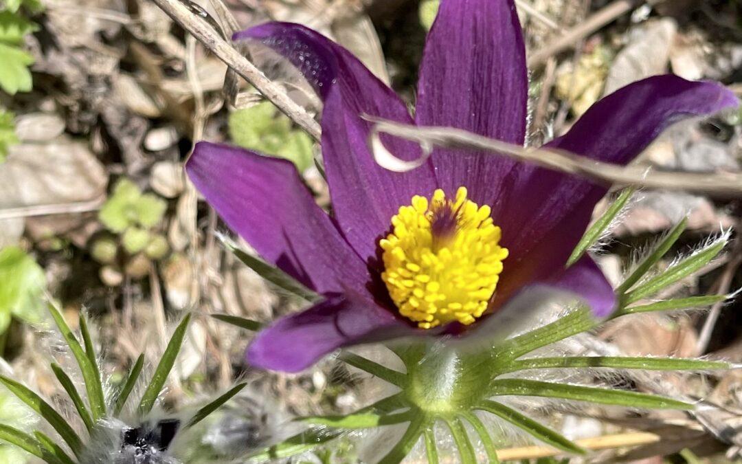 Der Frühling grüßt