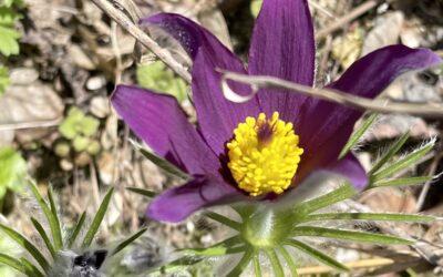 Der Frühling grüßt