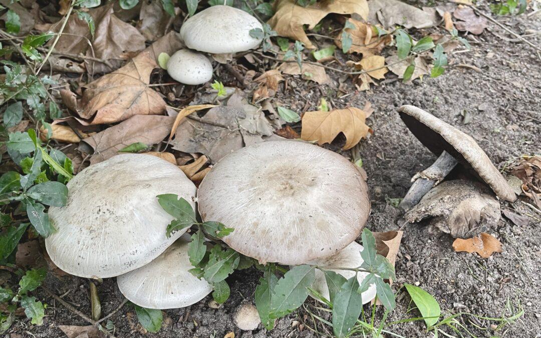 Die Pilze wachsen