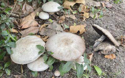 Die Pilze wachsen